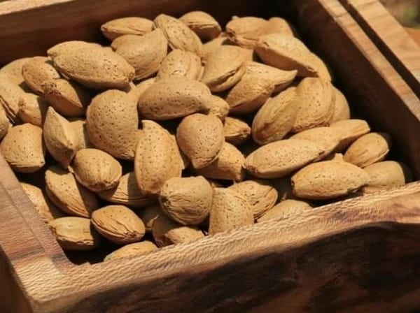 تصویر 5 از قیمت بادام سنگی شیرین با کیفیت ارزان + خرید عمده